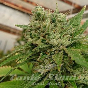 Headband 100% - LOUD SEEDS