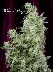 White Magic - MANDALA SEEDS