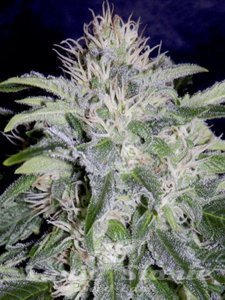 24 Carat - MEPHISTO GENETICS