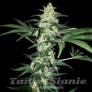 Mexican Sativa