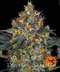 Moby Dick Auto - BARNEY'S FARM