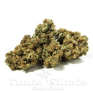 Nasiona RANIA CBD 6-8% THC 0.2-0.3%