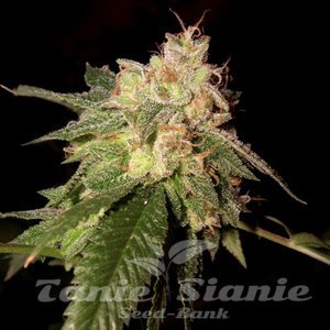 OG Kush - DNA GENETICS