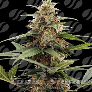 Orange Ooze - ORIGINAL SENSIBLE SEEDS