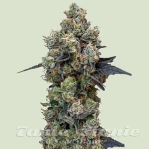 Orbital Banana F1 Hybryda - ROYAL QUEEN SEEDS