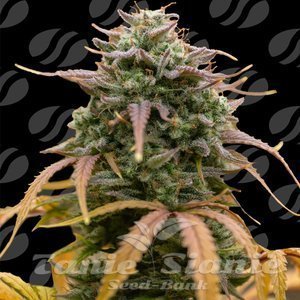 Pineapple Pulse Auto - ORIGINAL SENSIBLE SEEDS