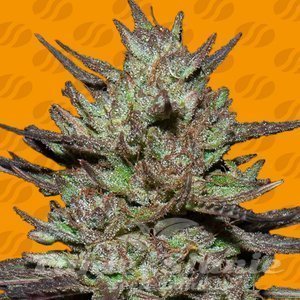 Pink Rozay - ORIGINAL SENSIBLE SEEDS