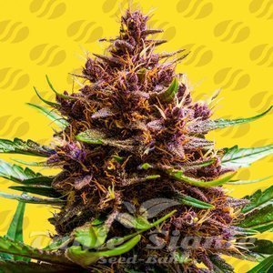 Pink Rozay x Strawberry Banana Auto - ORIGINAL SENSIBLE SEEDS