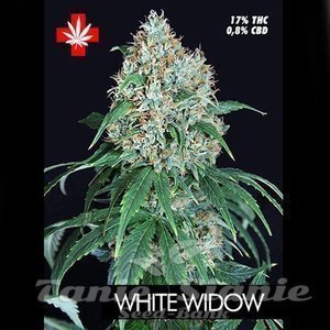 White Widow - PURE SEEDS