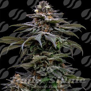 Purple Overload - ORIGINAL SENSIBLE SEEDS