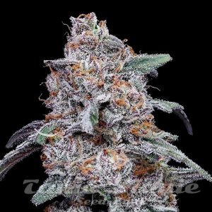 Purple People Eater Auto - DNA GENETICS