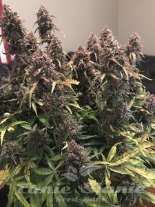 Purple Punch