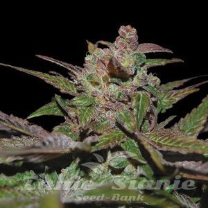 Purple Wreck - DNA GENETICS