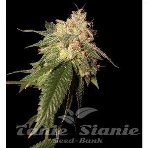 Og Kush - RESERVA PRIVADA