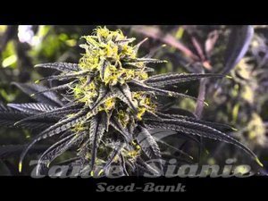 Zombie Kush - RIPPER SEEDS