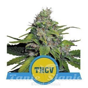 Royal THCV - ROYAL QUEEN SEEDS