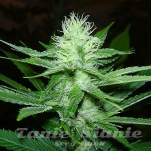 Cheez Wreck - SAGARMATHA
