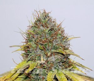 CBD Hash Plant - SEEDSMAN