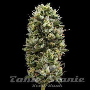 Snack Pack - DNA GENETICS