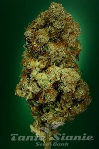 N.Y.C. Diesel - SOMA SEEDS