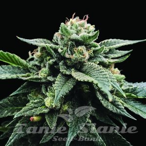 Sorbet Stash - DNA GENETICS