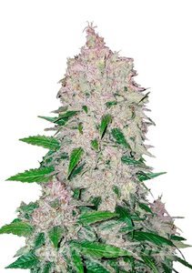 Stardawg Auto - FASTBUDS