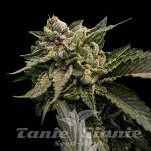 Strawberry Sorbet - DNA GENETICS