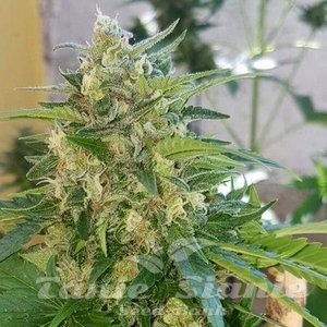 AK Full Auto - SUMO SEEDS