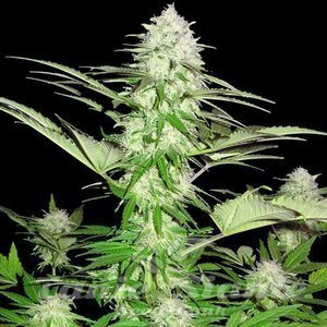 Sweet Harlem Diesel - SUMO SEEDS