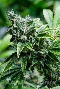 Eden - SUPER STRAINS