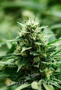 Mexican Candy - SUPER STRAINS
