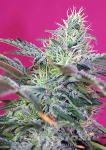 Sweet Cheese Auto - SWEET SEEDS