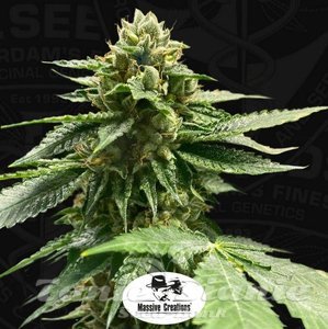 Melon Vader - T.H. SEEDS