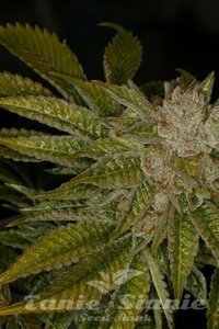 Mk Ultra Kush - T.H. SEEDS