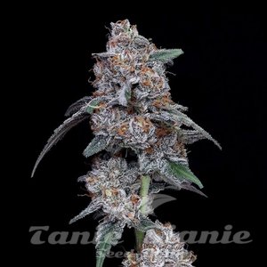 The Bic Mac Auto - DNA GENETICS