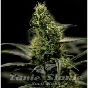 Energy Haze - THE BULLDOG SEEDS