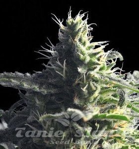 Mataro Blue - THE BULLDOG SEEDS