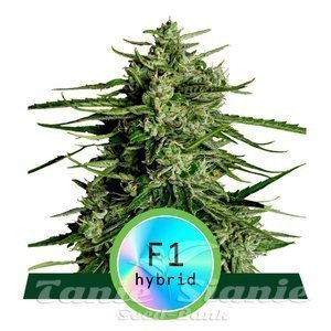 Titan F1 Hybryda - ROYAL QUEEN SEEDS