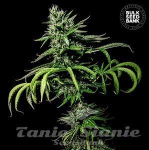 Tropical Coconut - BULK SEED BANK