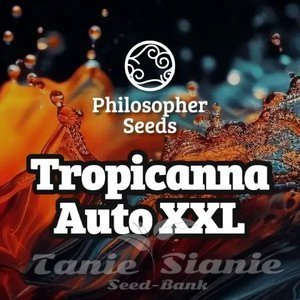 Tropicanna Auto XXL - PHILOSOPHER SEEDS