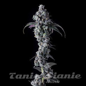 UK Riot - COMPOUND GENETICS