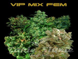 VIP Mix - VIP SEEDS