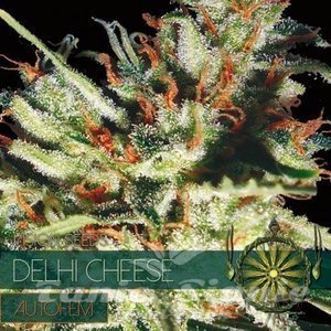 Delhi Cheese Auto - Vision Seeds