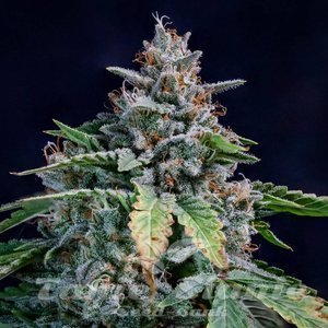 Walter White Auto - MEPHISTO GENETICS