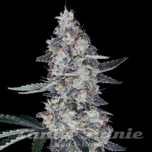 Watermelon Man Auto - DNA GENETICS