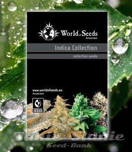 Indica Collection - WORLD OF SEEDS