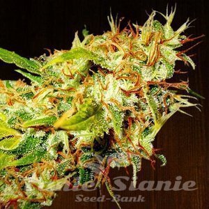 Zamaldelica - ACE SEEDS