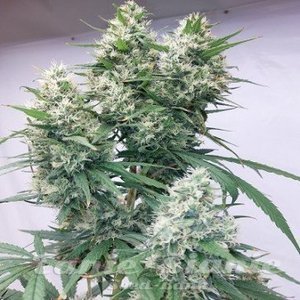 Zenith - ACE SEEDS